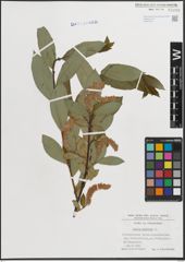 Foto von Salix hastata L.